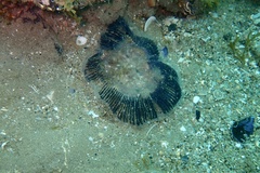 Aequorea forskalea