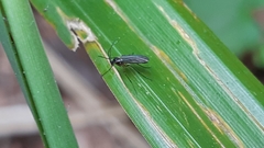 Sciara hemerobioides