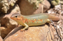 Plestiodon chinensis