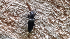 Tetropium castaneum