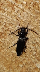 Tetropium castaneum
