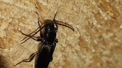 Tetropium castaneum