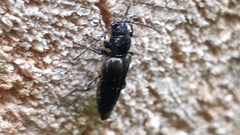 Tetropium castaneum