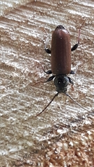 Tetropium castaneum