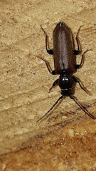 Tetropium castaneum