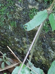 Coeliccia flavicauda