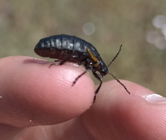 Arima marginata