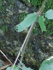 Coeliccia flavicauda