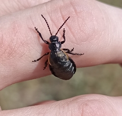Arima marginata