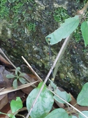 Coeliccia flavicauda