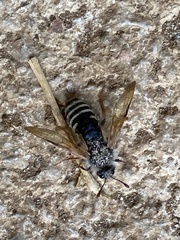 Pseudoclavellaria amerinae