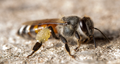 Apis florea
