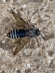 Pseudoclavellaria amerinae