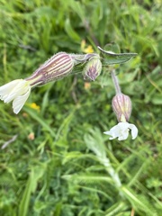 Silene latifolia