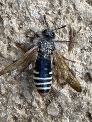 Pseudoclavellaria amerinae