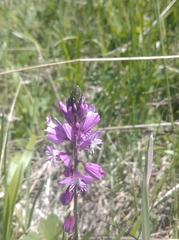 Polygala major