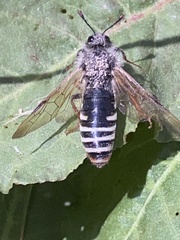 Pseudoclavellaria amerinae