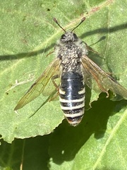 Pseudoclavellaria amerinae