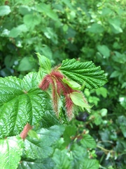 Rubus phoenicolasius