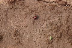 Coleomegilla occulta
