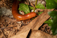 Thyropygus allevatus