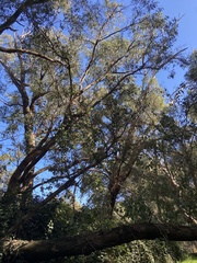 Eucalyptus rudis