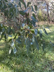 Eucalyptus rudis