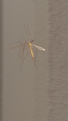 Nephrotoma flavescens