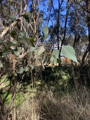Eucalyptus rudis