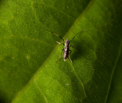 Nematocera