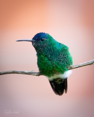 Saucerottia cyanifrons