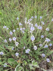 Veronica pectinata