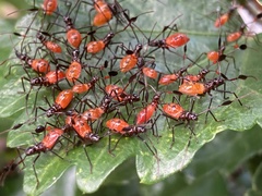 Paradasynus longirostris