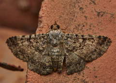 Polydesma