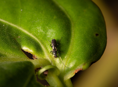 Nematocera