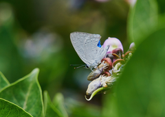 Tajuria cippus cippus