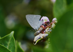 Tajuria cippus cippus