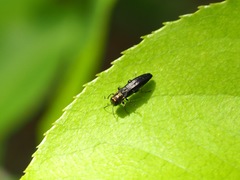 Agrilus ruficollis