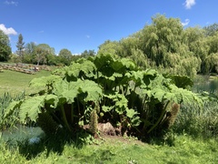Gunnera tinctoria