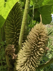 Gunnera tinctoria