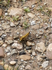 Orthetrum cancellatum