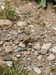 Orthetrum cancellatum