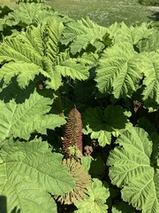 Gunnera tinctoria