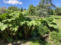 Gunnera tinctoria