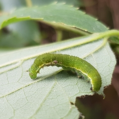 Libythea