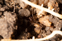 Hubbardiidae