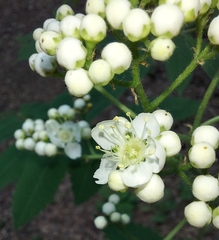Sorbus sibirica