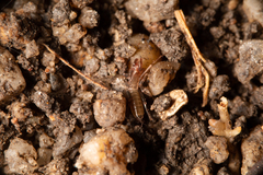 Hubbardiidae