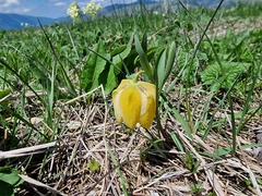 Fritillaria collina