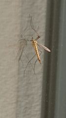 Nephrotoma flavescens